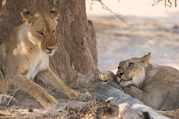 Group of female African Lion (Panthera leo) resting in South Luangwa National Park, Zambia.