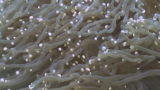 A clownfish makes its home among the swaying tentacles of a sea anemone. A beautiful example of marine life in the underwater world of the Philippines.
