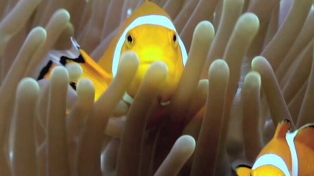 A vibrant clownfish makes its home within the tentacles of a sea anemone. These are coral reef scenes of underwater marine life in the tropical waters of the Philippines.