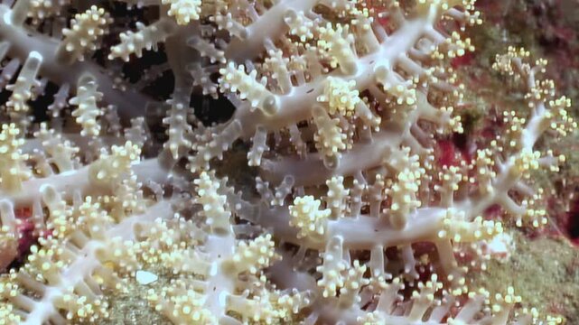 Witness the intricate beauty of Alcyonacea soft corals. These eight-ray corals flourish in the vibrant underwater ecosystem of the Philippines. Marine life prospers within the coral colony.