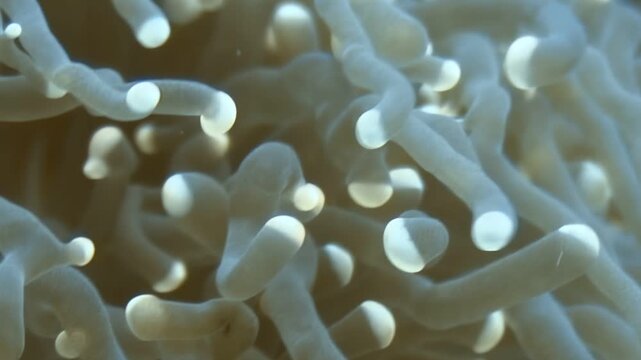 Clownfish finds comfort swimming within the anemone. This underwater marine life resides in the beautiful waters of the Philippines. A symbiotic relationship thrives.