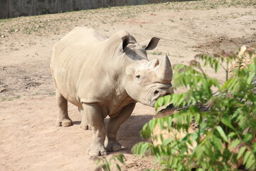 Obraz premium Nice rhino in the grass