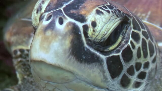 Close encounter with a green sea turtle as it swims effortlessly in the clear waters of the Philippines. The camera focuses on its face and intricate shell patterns during a daytime dive.