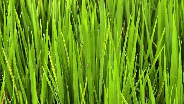 Insect pests perched on rice leaves.