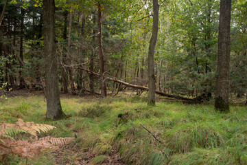 Obraz premium Forêt de Sénart