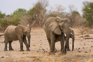 Small group of African Elephant (Loxodonta africana) in South Luangwa National Park, Zambia
