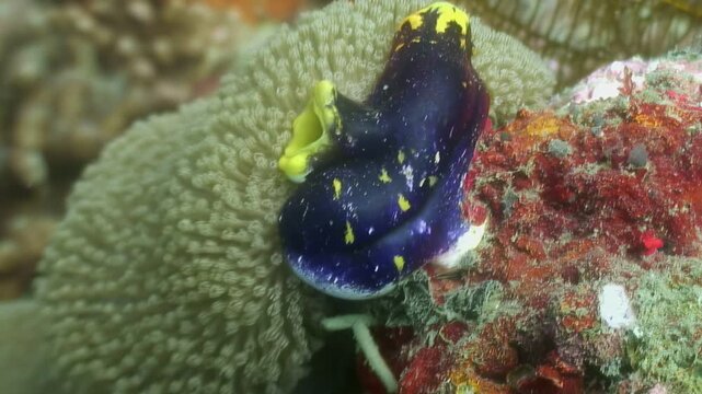 A Navanax Inermis sea slug, also known as a California aglajid nudibranch, rests on a vibrant coral reef. Shot during golden hour in South East Asia, showcasing its unique blue and yellow coloration.