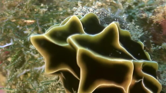 This shows a colony of Star Tunicate Ascidiacea growing on a reef. The individual zooids are star-shaped and arranged in a cluster. The backdrop is a tropical coral reef with green algae.