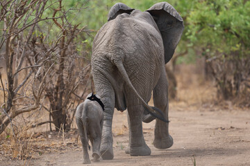 African Elephant (Loxodonta africana) with small calf in a wooded area of South Luangwa National Park, Zambia