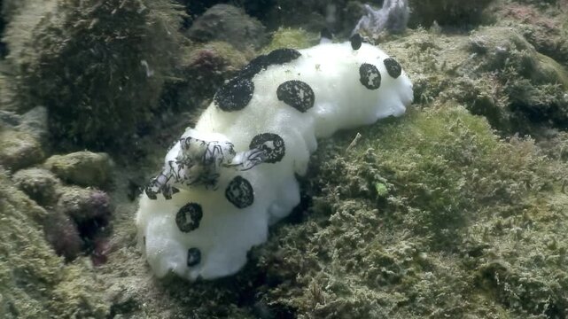 A beautiful Jorunna parva nudibranch, also known as a sea bunny, is seen moving across the algae-covered sea floor. The white sea slug has black spots on its body and feathery rhinophores on its head.