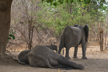 Group of African Elephant (Loxodonta africana) resting in a woodland in South Luangwa National Park, Zambia