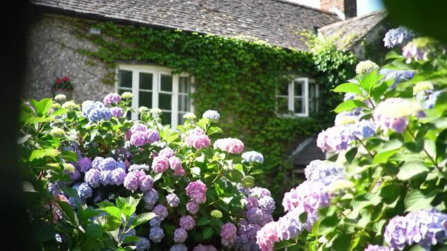 Cottage exterior with lush hydrangea blossoms and green foliage