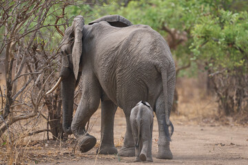 African Elephant (Loxodonta africana) with small calf in a wooded area of South Luangwa National Park, Zambia