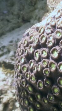 Observe a colonial stone coral, possibly Favia or Favites, thriving in the underwater ecosystem of the Philippines. Glimpse into the biodiversity of the ocean.