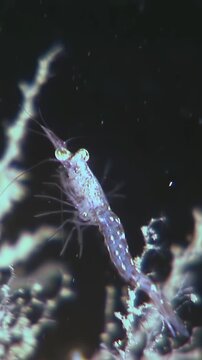 Observe Antarctic krill moving near what seems to be coral reef in Southern Ocean. Small shrimp-like creature navigates its watery world, showcasing delicate balance of Antarctic ecosystem.