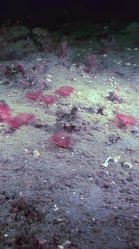 A collection of red tube worm, Serpula vermicularis, gently sway, inhabiting the sandy underwater terrain. It presents a glimpse into the world of marine invertebrates.