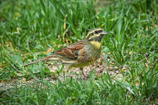 A Cirl Bunting bird feeding on seeds amongst the grass in a garden in the Dordogne region of France