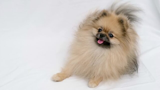 cute Pomeranian dog on a light background