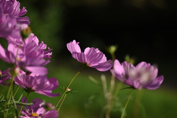 Obraz premium Pink flowers in soft evening sunlight