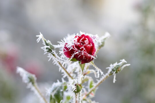 Close-up of a red rose bud covered in delicate ice crystals and rime during cold winter conditions. Frozen petals and hoarfrost create a striking contrast between vibrant color and icy natural texture