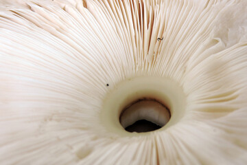 Close up of parasol mushroom gills