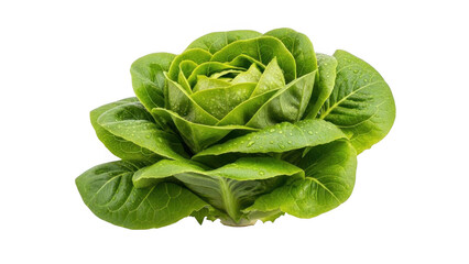 Obraz premium Fresh head of lettuce isolated on transparent background