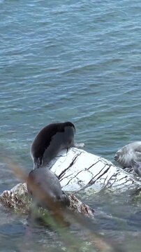 Baikal seals, also known as nerpa, are sunning themselves on a rocky outcrop. The water is calm on a bright, clear day in Lake Baikal. One climbs onto the rock to join its friends.