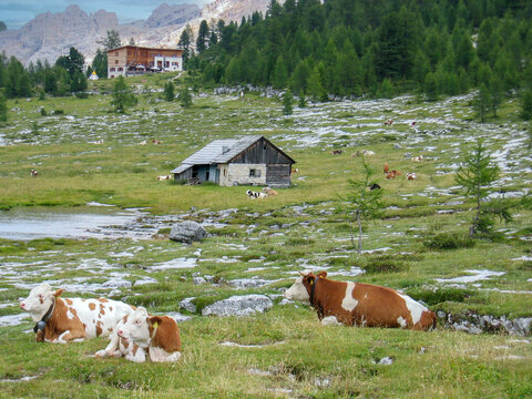 cows grazing at the meadow at calley pusteria at dolomite view to fanes andnLavarella hut in the italian dolomites