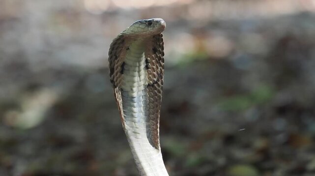 Cobra deadly serpent living on a dry leaf in the forestin nature	