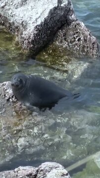 A young Baikal seal, also known as Pusa sibirica, rests on a rock near the shore of Lake Baikal. It looks around calmly before diving back into the water. The sun shines brightly.