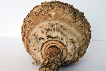 Young unexpanded parasol mushroom cap and stem on white background, bottom view
