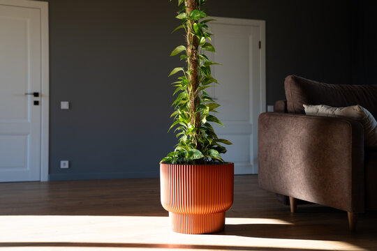 Beautiful golden pothos on a moss pole. Scandinavian interior, sunlight, high resolution