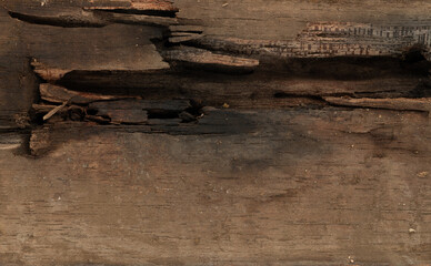 Fototapeta premium Black termite hole in wood