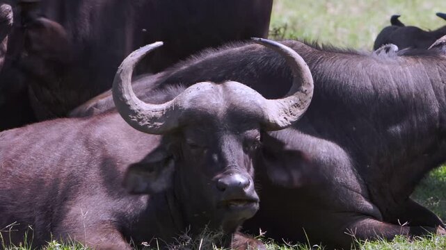 Iconic African buffalo rests serenely, chewing cud on sunny day in lush plains near Lake Nakuru, Kenya. Other herd members enjoy their own peaceful slumber, with oxpecker bird riding one's back.