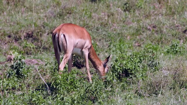 An elegant impala peacefully grazes on lush green vegetation at Lake Nakuru National Park in Kenya, Africa, during a bright sunny day. This intimate moment shows wild nature's beauty.