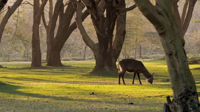 Serene waterbuck grazes calmly on vibrant green grass amidst ancient trees at Lake Nakuru National Park, Kenya. Gentle golden light bathes the landscape, signaling a peaceful beginning in Africa.