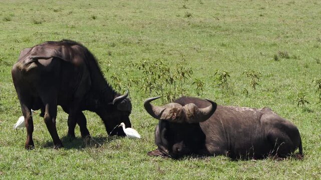 Two mighty African Buffalo share a peaceful daytime connection in the vibrant grasslands of Lake Nakuru, Kenya. One rests gracefully as the other stands close, alongside watchful cattle egrets.