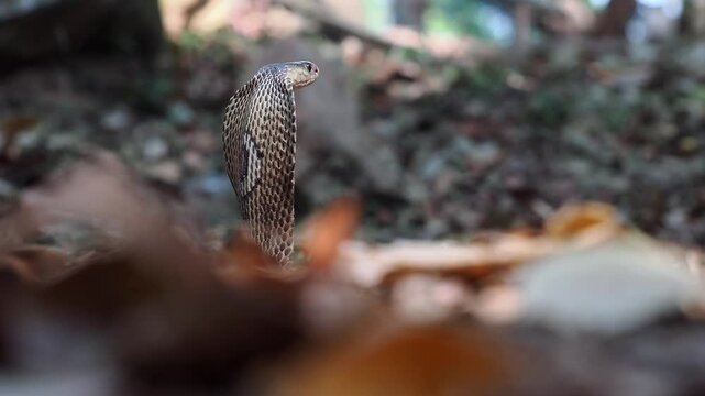 Cobra deadly serpent living on a dry leaf in the forestin nature	