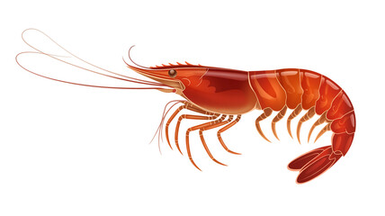 A vibrant red shrimp with long antennae and a segmented body on a white background
