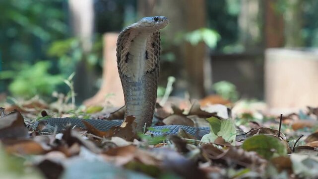 Cobra deadly serpent living on a dry leaf in the forestin nature	