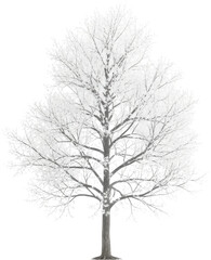 Fototapeta premium Detailed grayscale tree silhouette with branching structure on transparent background