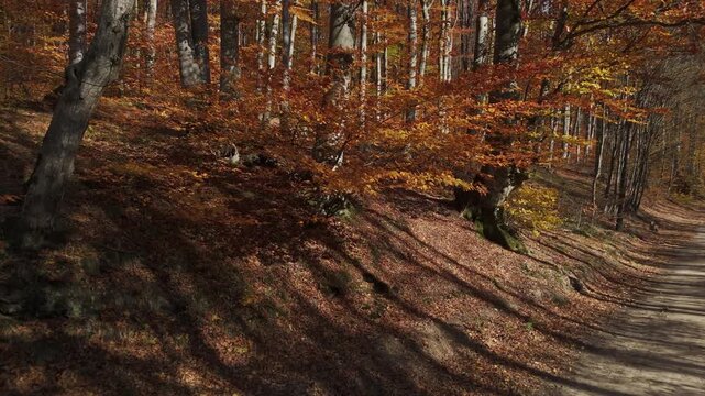 Slow aerial crane up shot from forest floor path revealing windy autumn canopy with dancing shadows