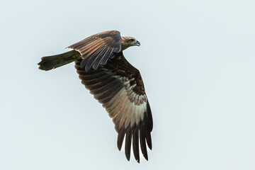 Obraz premium Hawk flying over the river for hunting fishes isolated on white sky background.Brahminy kite hawk flies and catches fish in the lake.Wildlife photography concept.