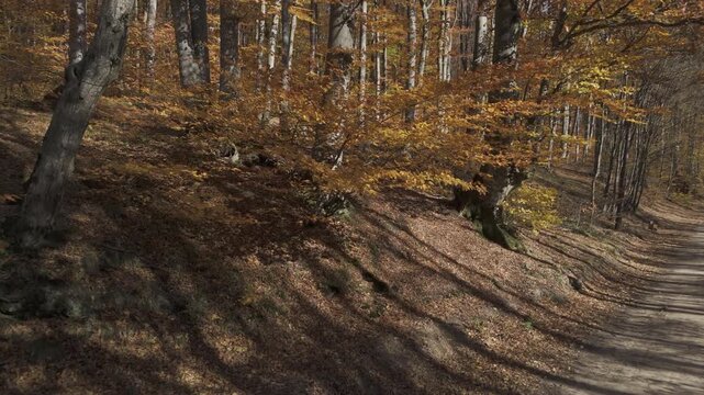 Ungraded flat log aerial crane up flight from forest path to windy canopy with raw dynamic range