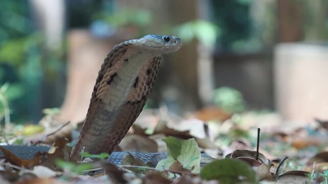 Cobra deadly serpent living on a dry leaf in the forestin nature	