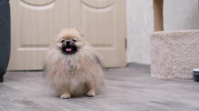 A cute Pomeranian dog stands on the floor at home