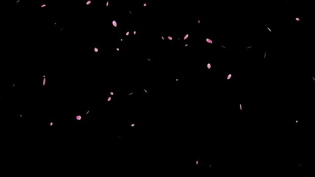 Falling cherry blossom petals on black background for chroma key overlay.