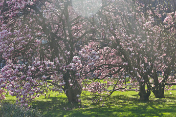 Spring garden with pink magnolias in bloom. Flowering trees in backlight
