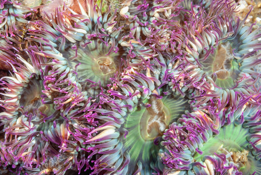 Beautiful colonial green sea anemones cluster on a reef in Southern California&rsquo;s Channel Islands, feeding on small invertebrates.