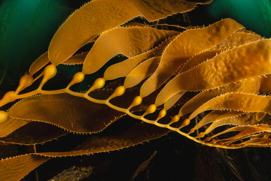  Kelp fronds swaying in ocean